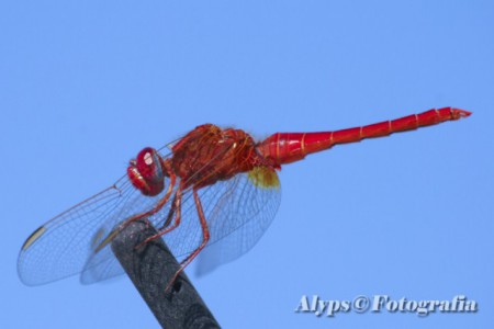 Libelinha na ponta da antena